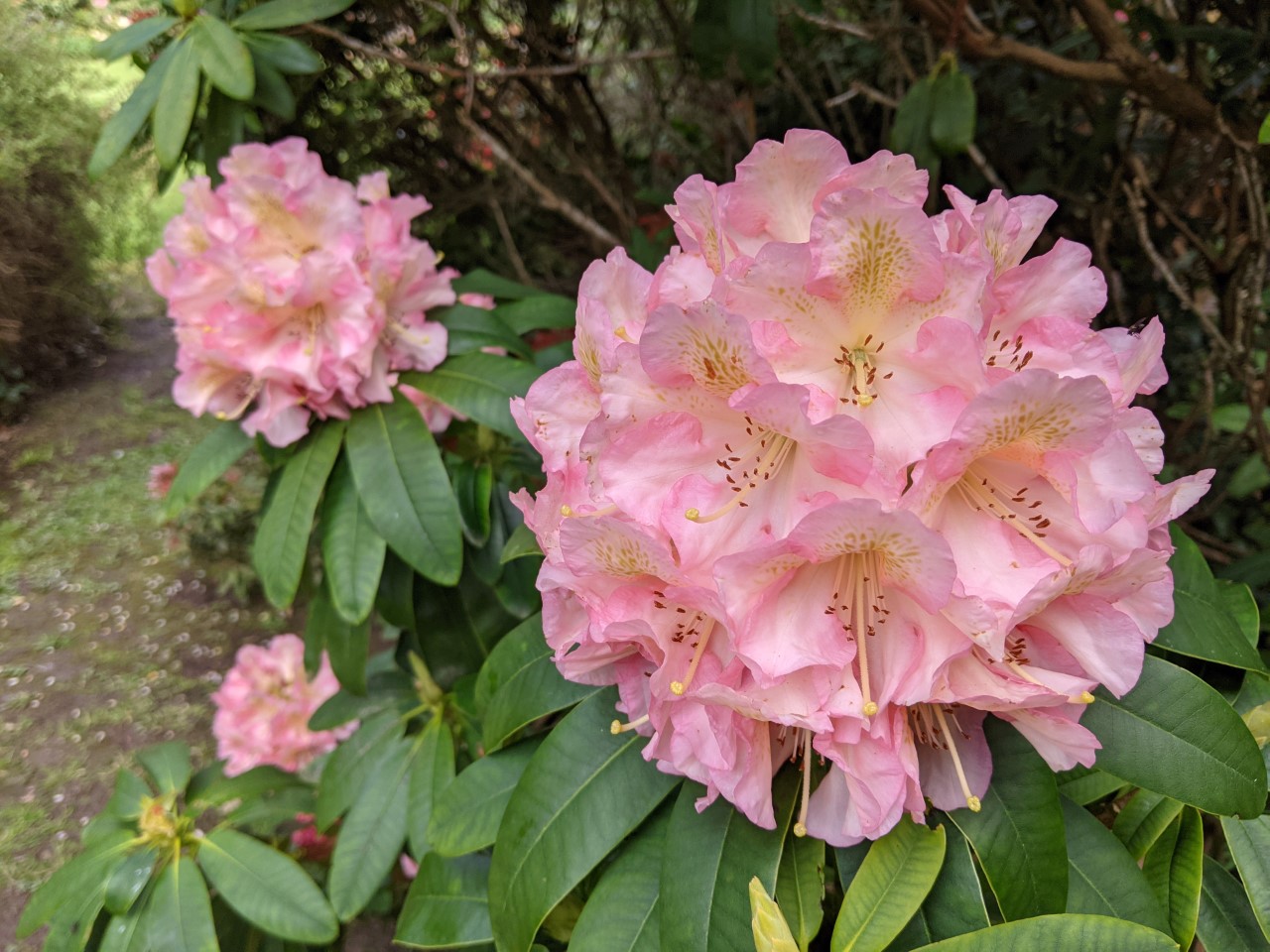 Unnamed hybrid seedling